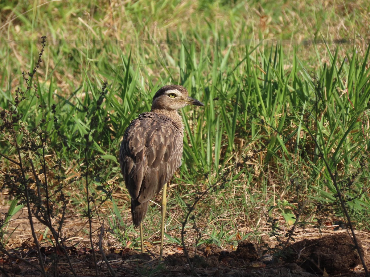 Double-striped Thick-knee - ML616752701