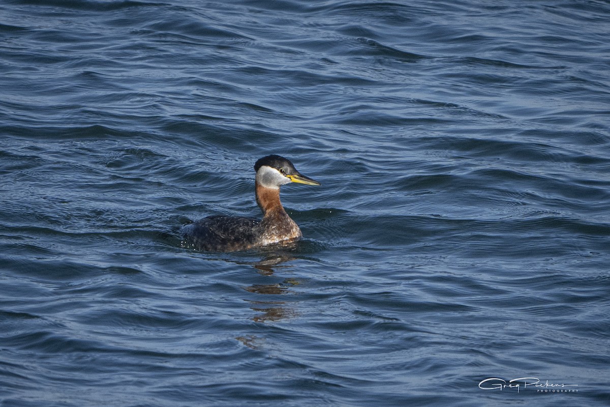 Red-necked Grebe - ML616752743