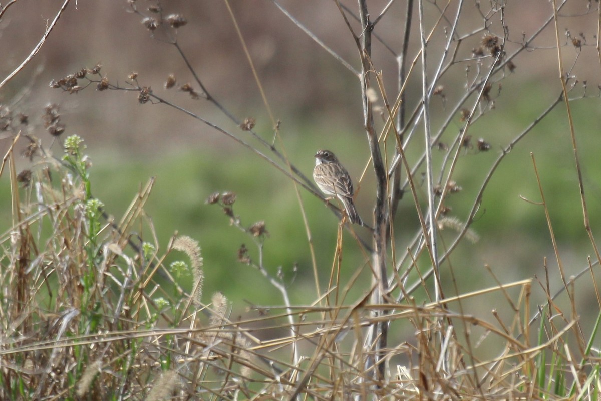 Vesper Sparrow - Ron and Tracy George-Snyder