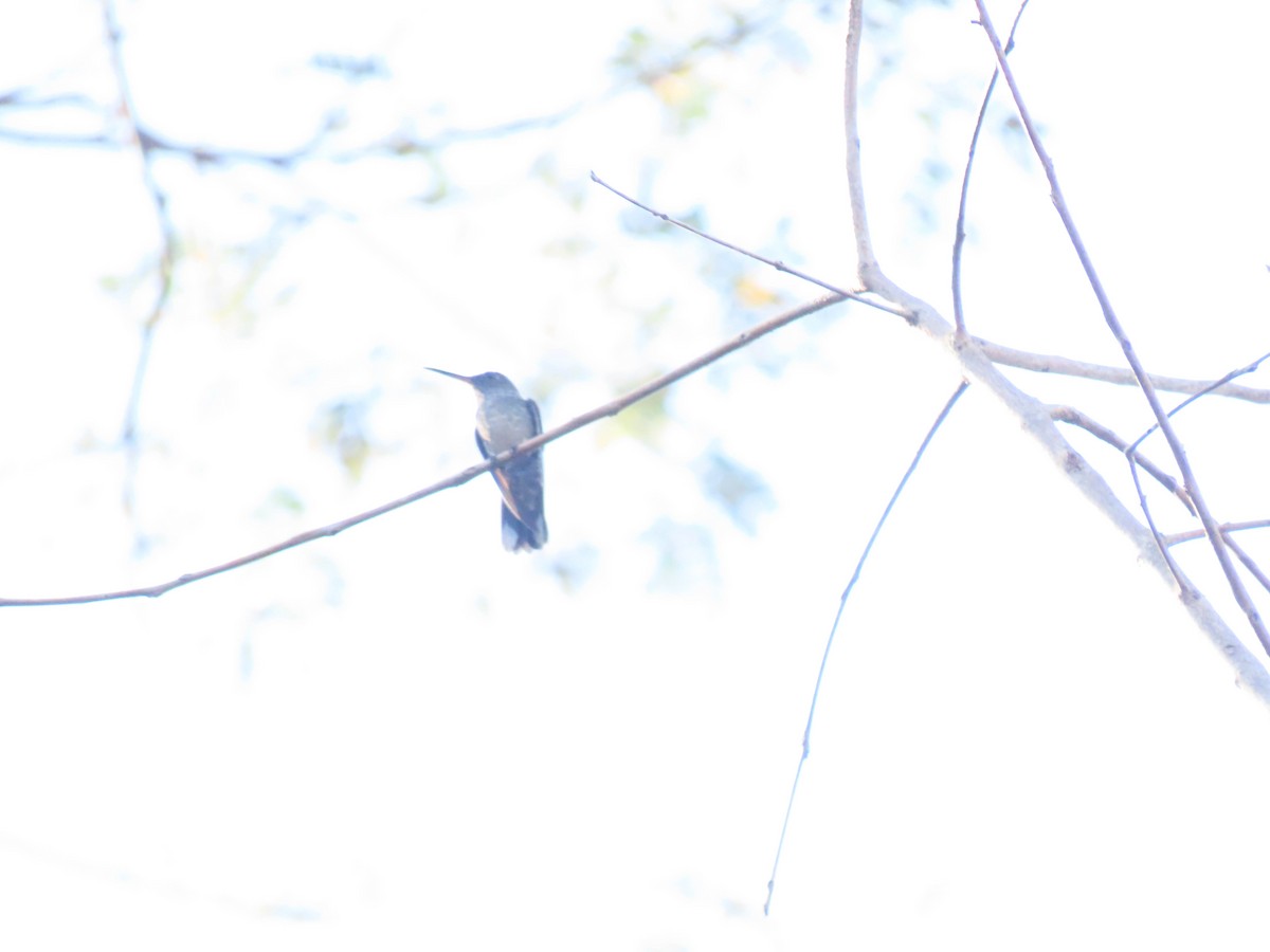 Scaly-breasted Hummingbird - Alina Martin