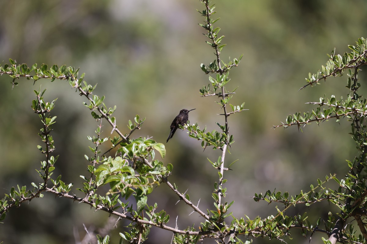 kolibřík mourovatý - ML616752768