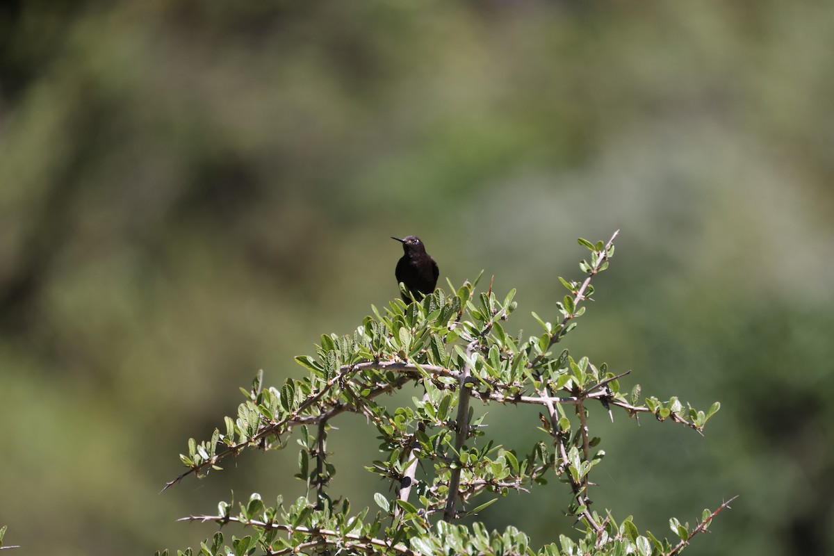 kolibřík mourovatý - ML616752769