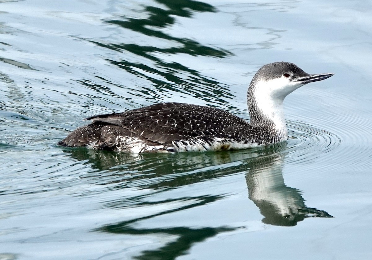 Red-throated Loon - ML616752831