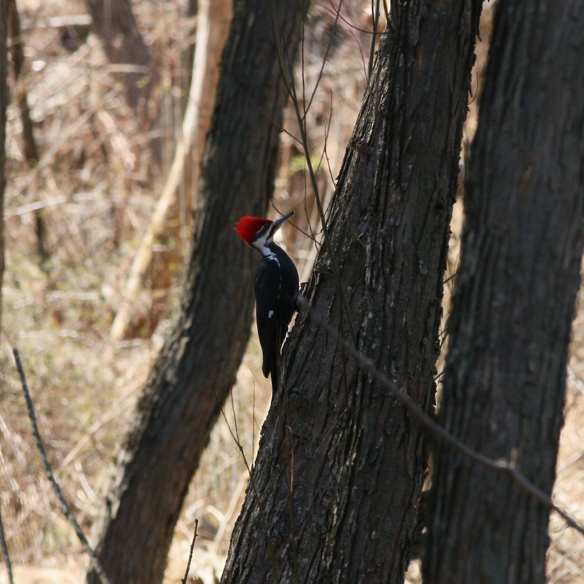 Pileated Woodpecker - ML616752923