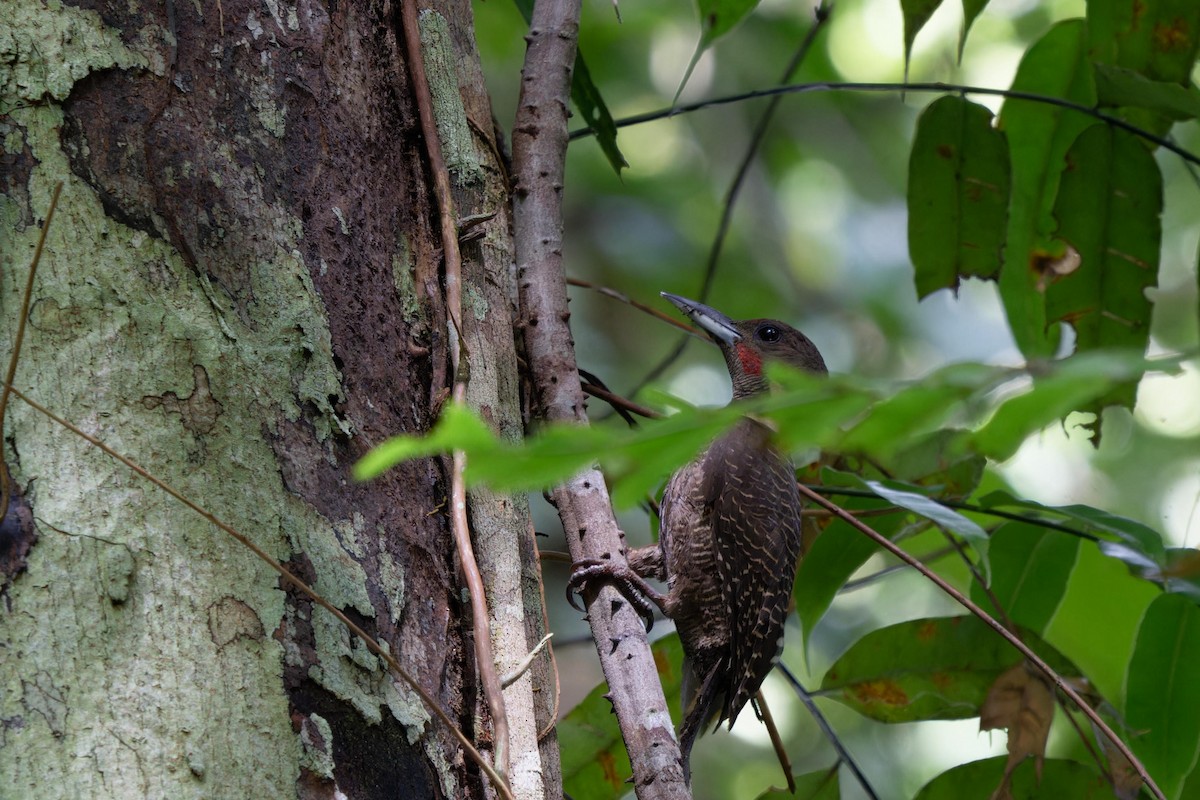 Buff-necked Woodpecker - ML616752941