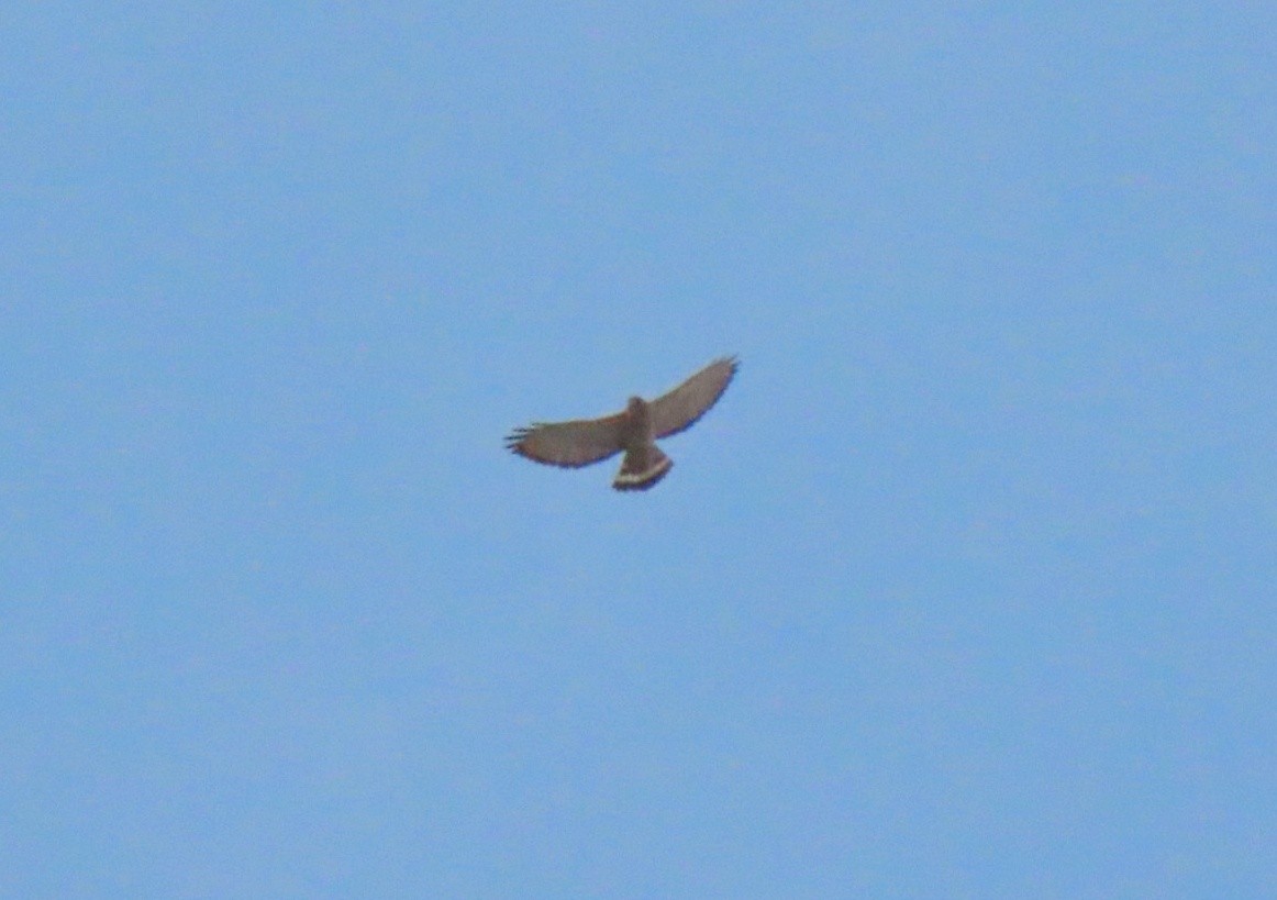 Broad-winged Hawk (Northern) - ML616753135
