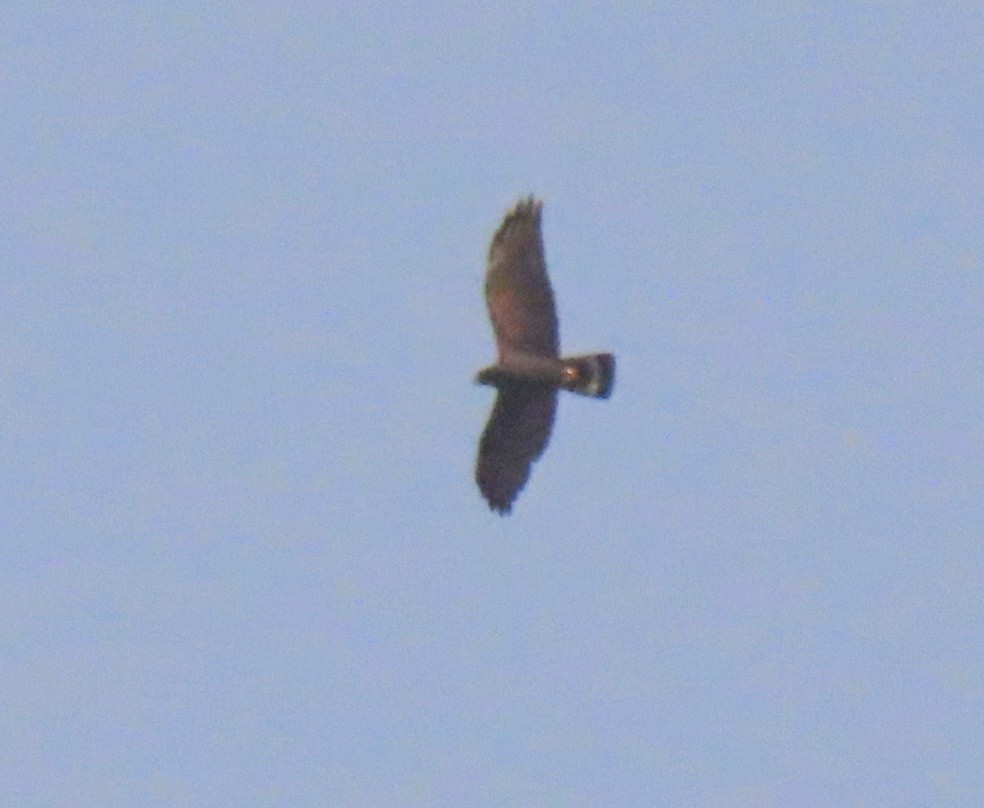 Zone-tailed Hawk - ML616753193