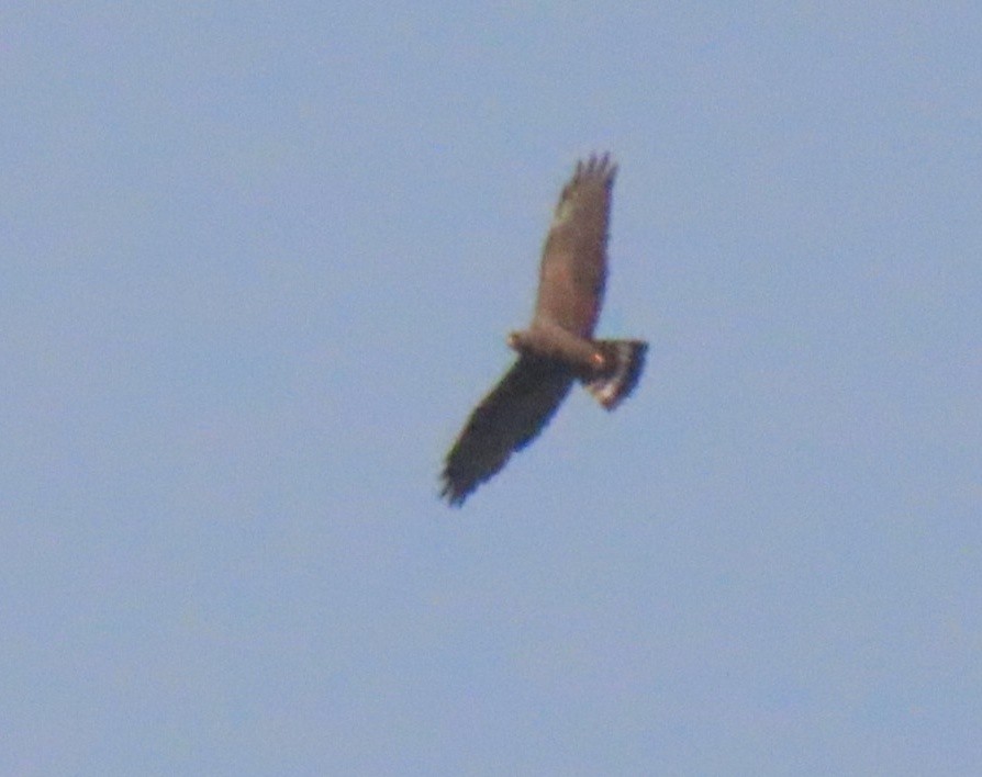 Zone-tailed Hawk - ML616753194