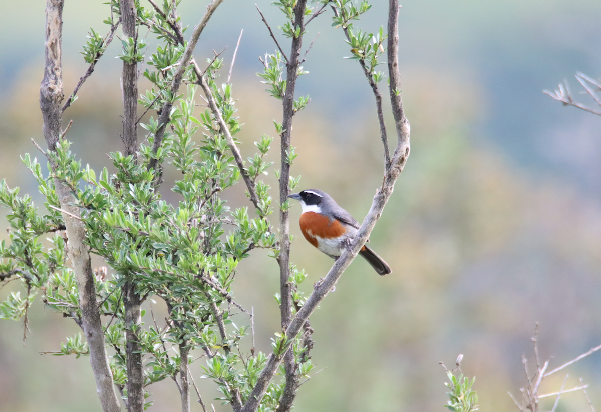 Chestnut-breasted Mountain Finch - ML616753276