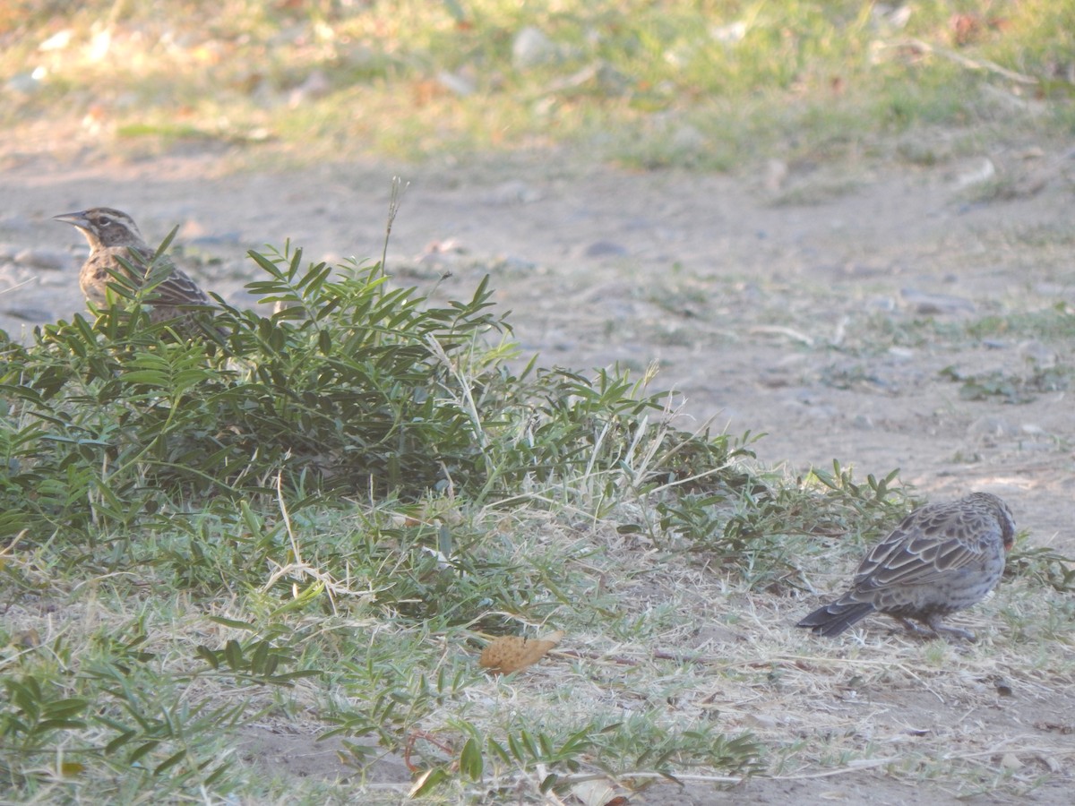 Long-tailed Meadowlark - Tiziano Luka