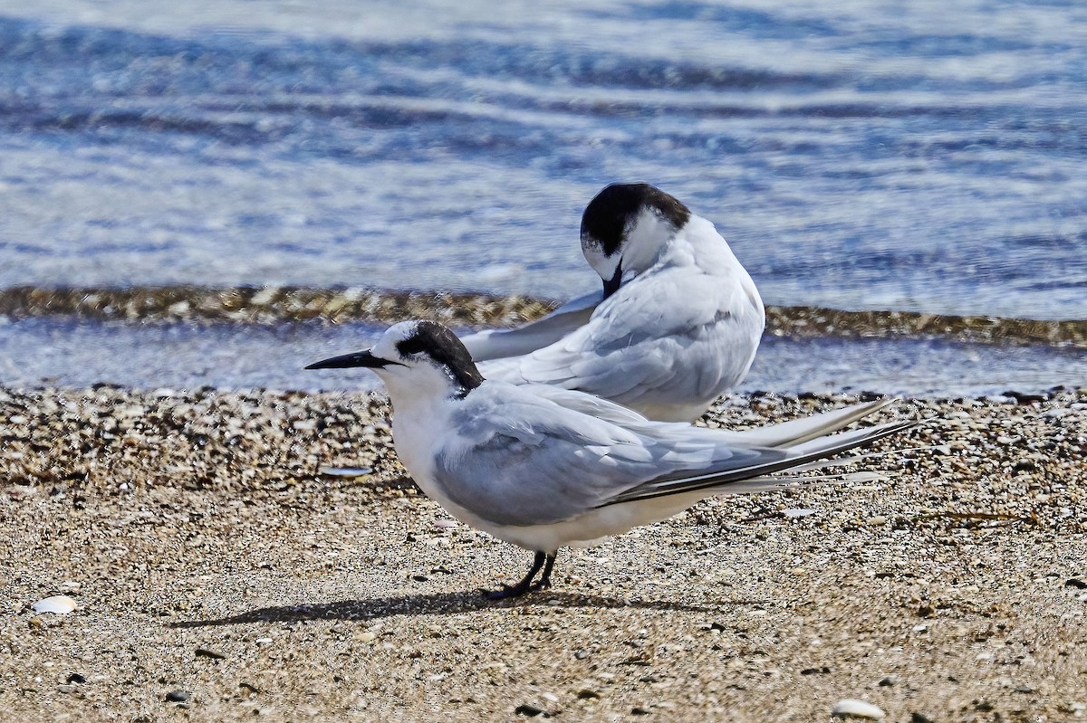 White-fronted Tern - Gary & Robyn Wilson