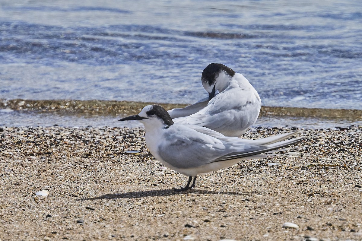 White-fronted Tern - ML616753533