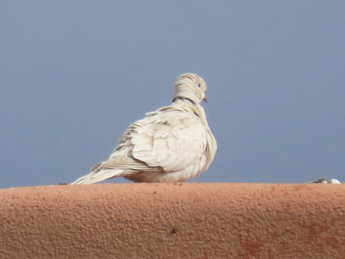 Eurasian Collared-Dove - ML616753572