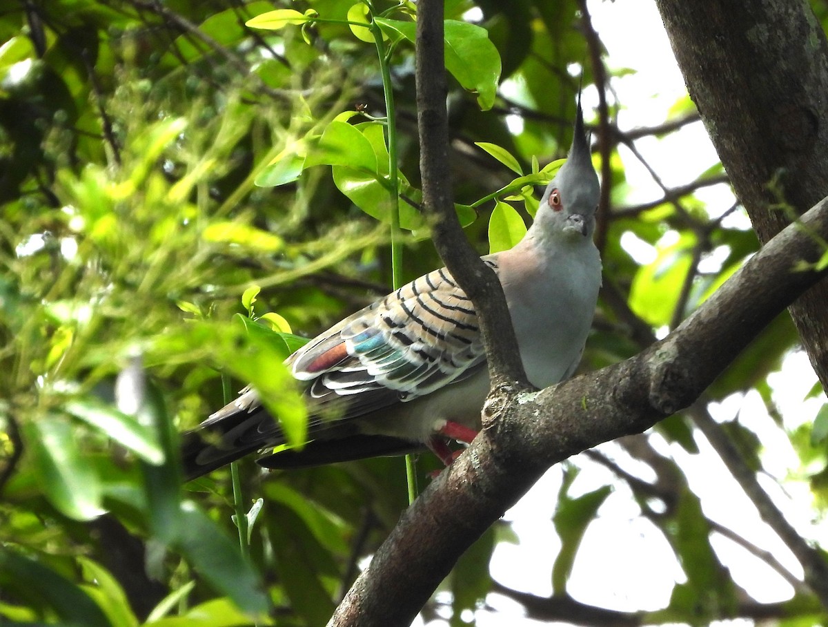 Crested Pigeon - ML616753634