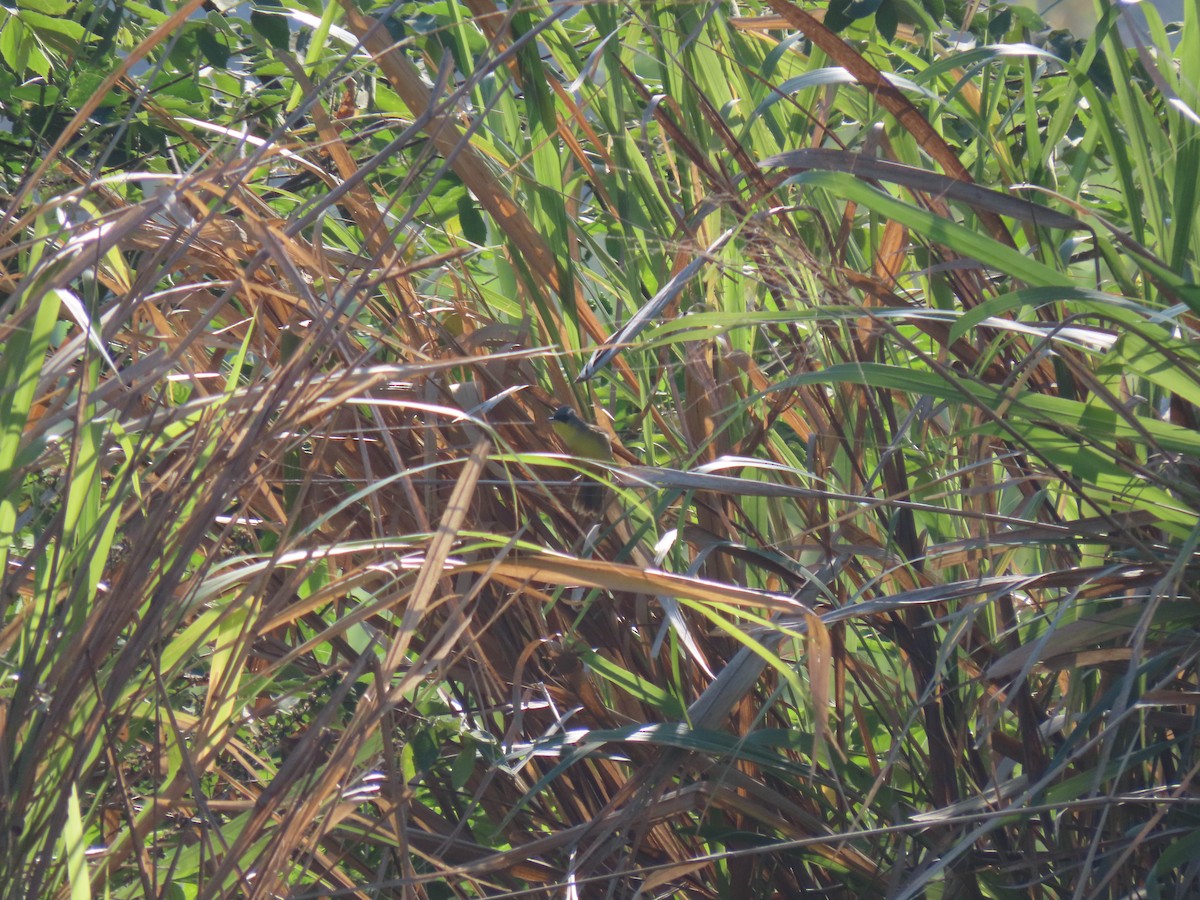 Gray-crowned Yellowthroat - ML616753660