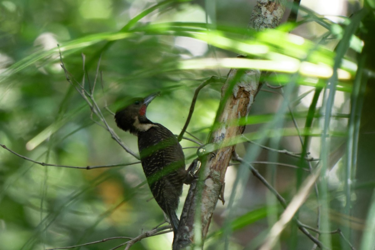 Buff-necked Woodpecker - ML616753776