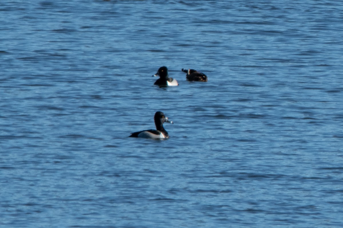 Ring-necked Duck - ML616753874