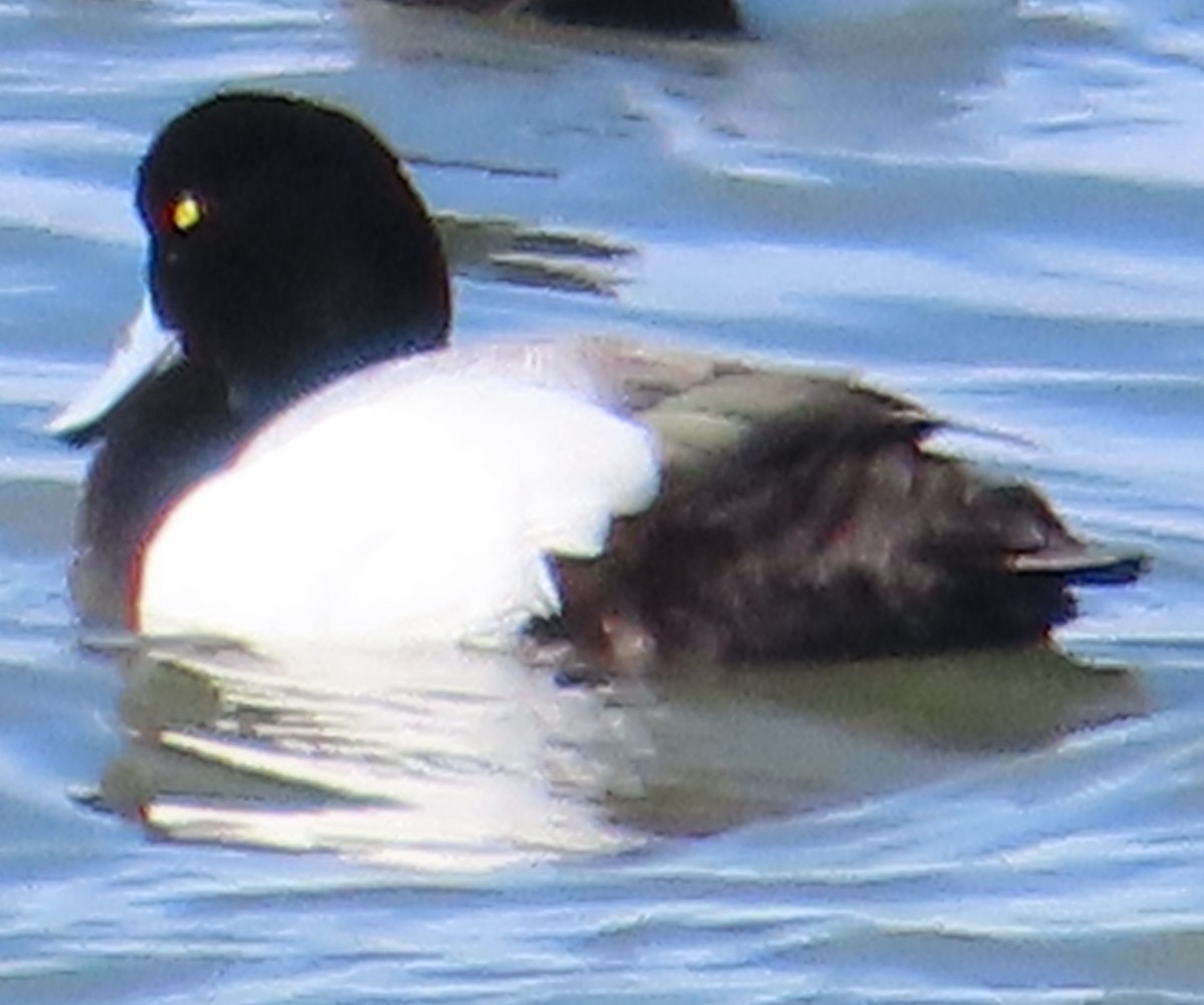 Greater Scaup - ML616754072