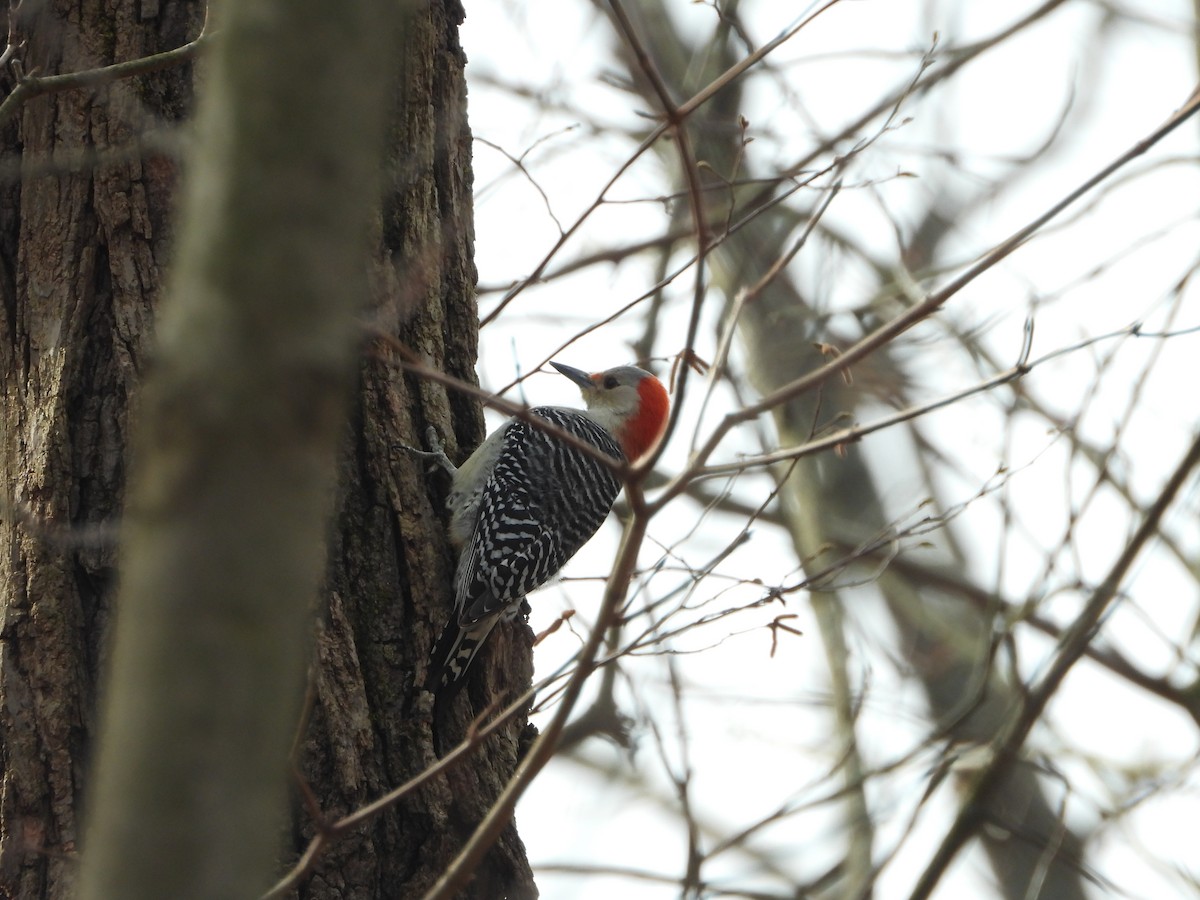 Red-bellied Woodpecker - ML616754162