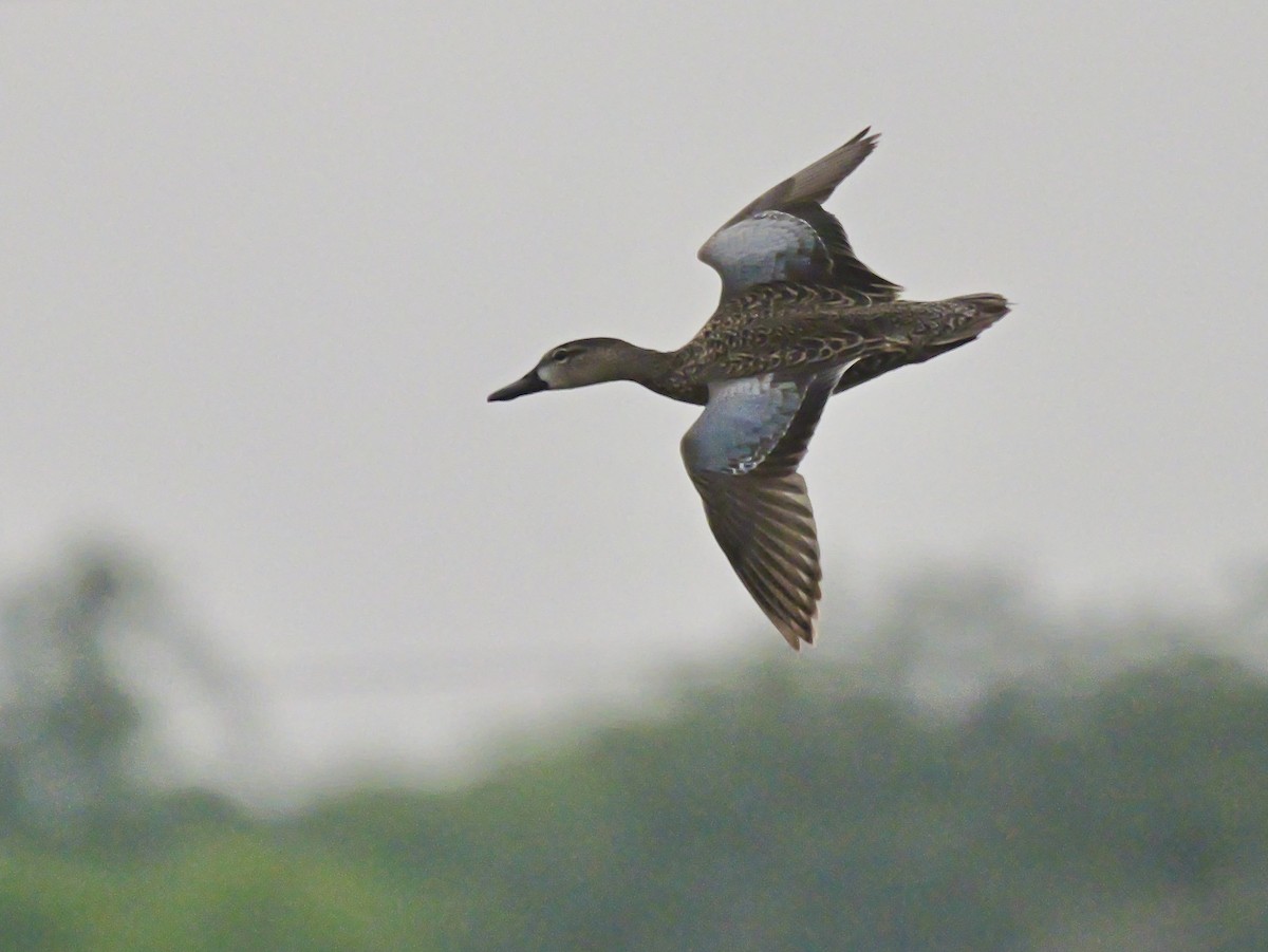 Blue-winged Teal - ML616754310
