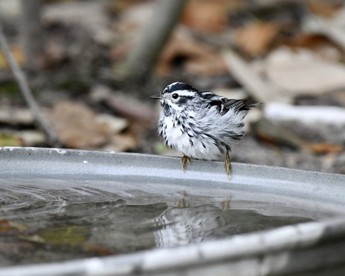 Black-and-white Warbler - ML616754311