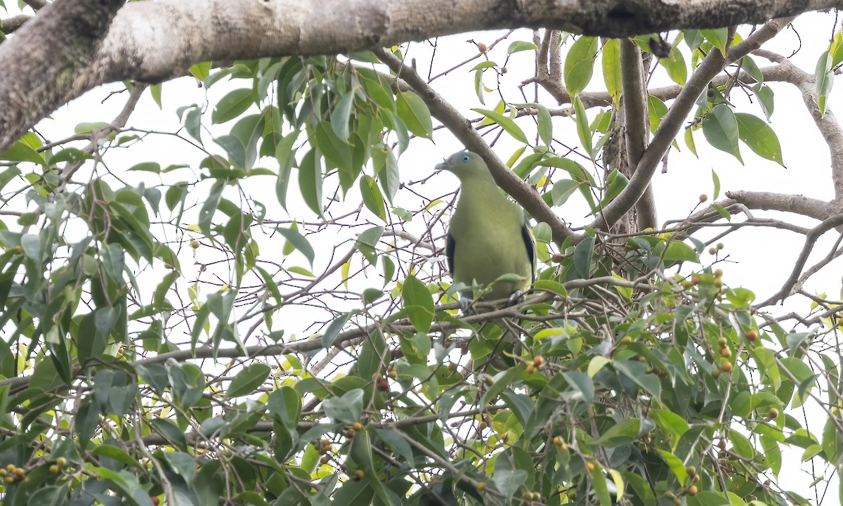 Philippine Green-Pigeon - ML616754363