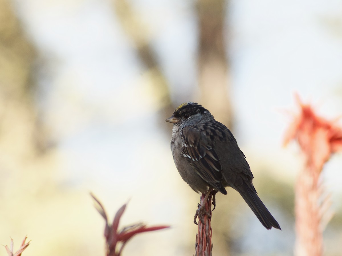Golden-crowned Sparrow - ML616754436