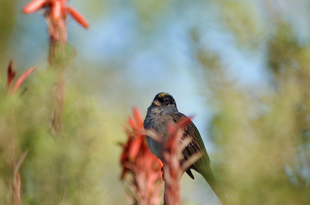 Golden-crowned Sparrow - ML616754438