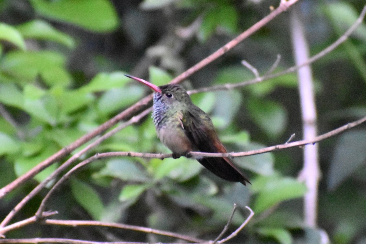 kolibřík yukatanský (ssp. cerviniventris/chalconota) - ML616754495