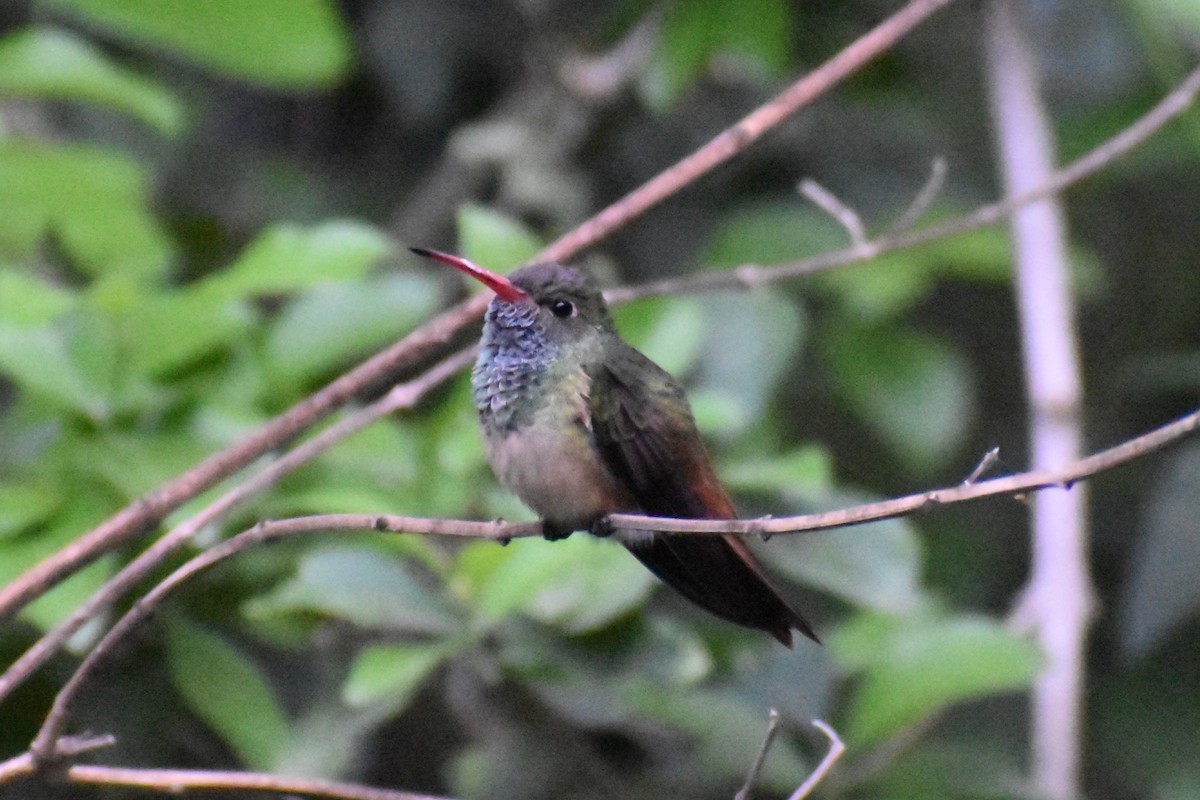 kolibřík yukatanský (ssp. cerviniventris/chalconota) - ML616754496