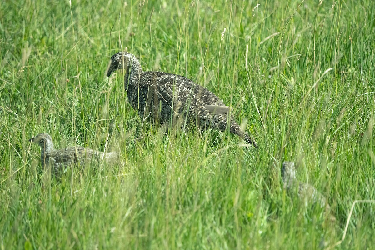 Greater Sage-Grouse - ML616754502