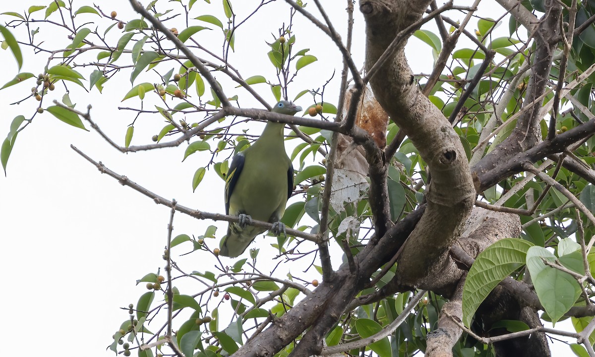 Philippine Green-Pigeon - ML616754568