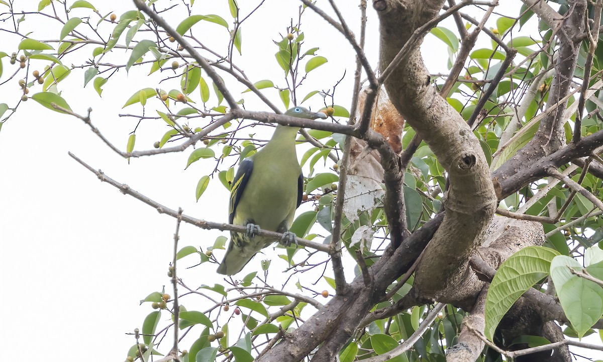Philippine Green-Pigeon - ML616754569
