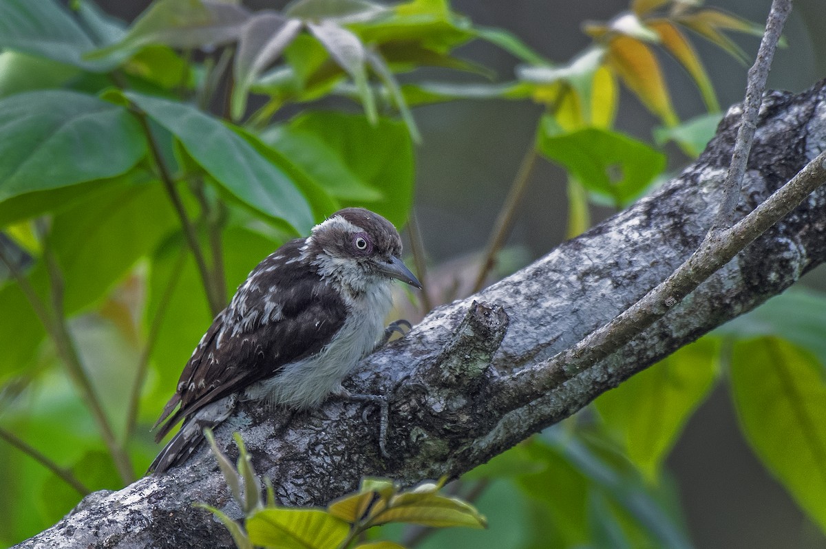 Brown-capped Pygmy Woodpecker - Kushankur Bhattacharyya
