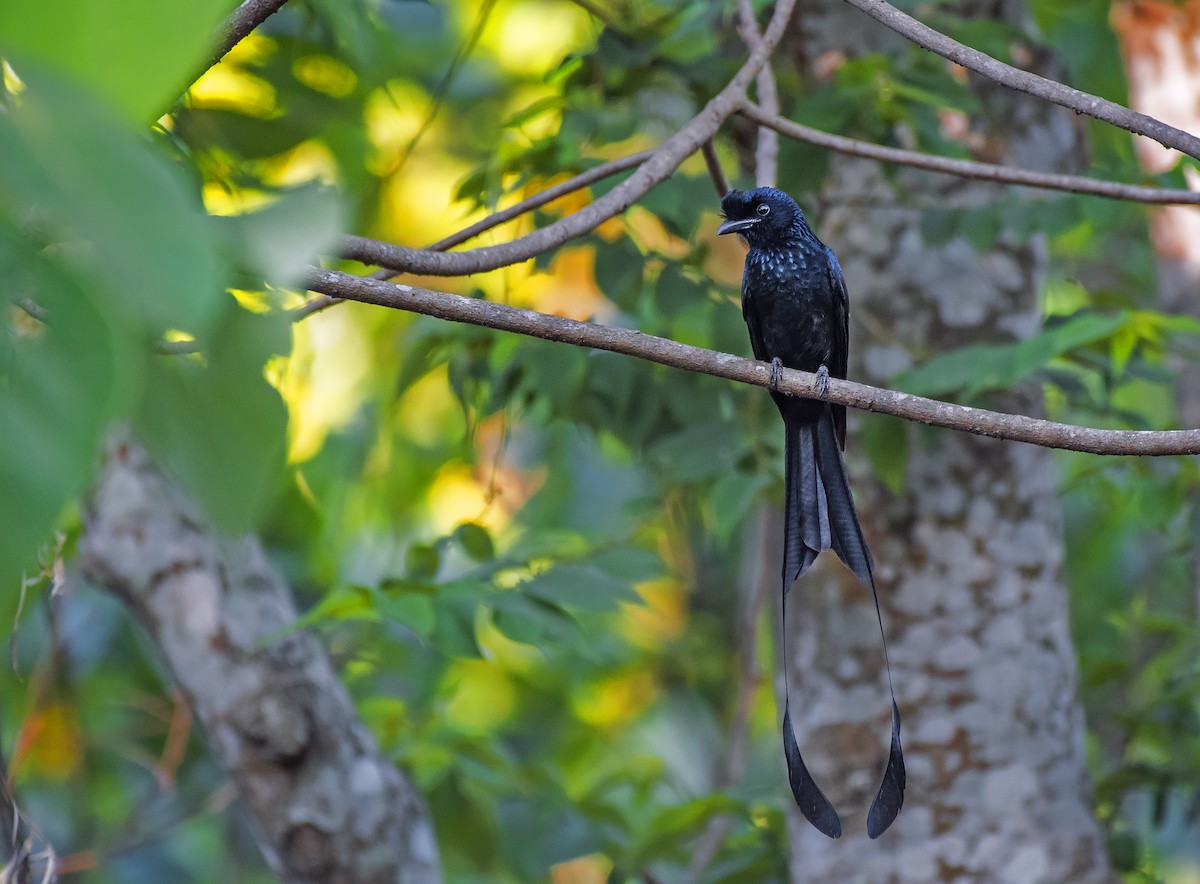 Greater Racket-tailed Drongo - ML616754669