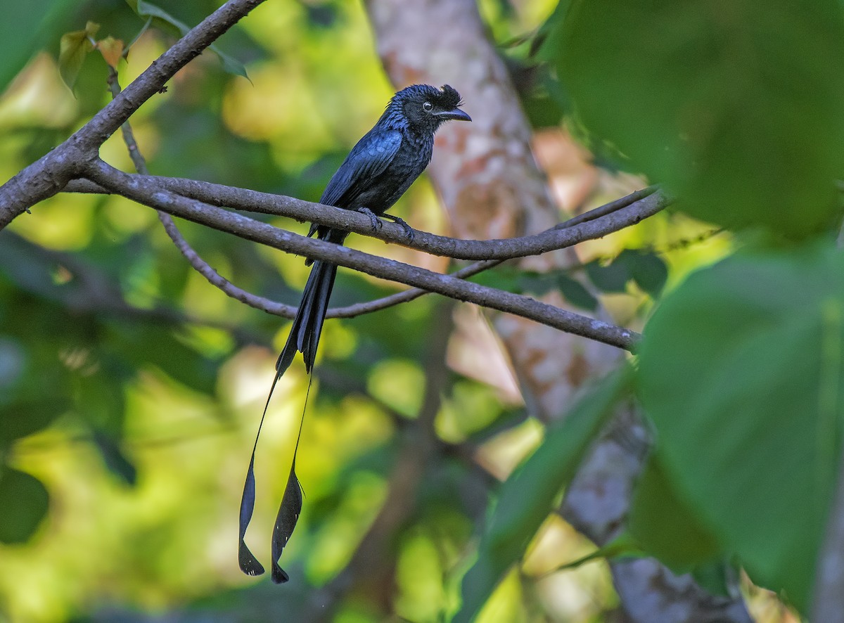 Greater Racket-tailed Drongo - ML616754670