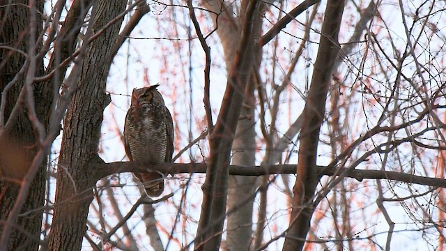 Great Horned Owl - ML616754721