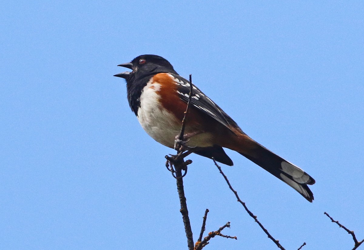 Spotted Towhee (oregonus Group) - Don Roberson