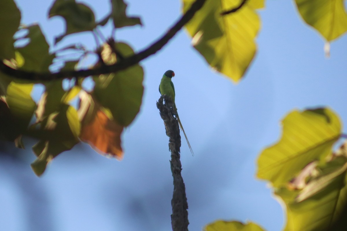 Finsch Yeşil Papağanı - ML616754750