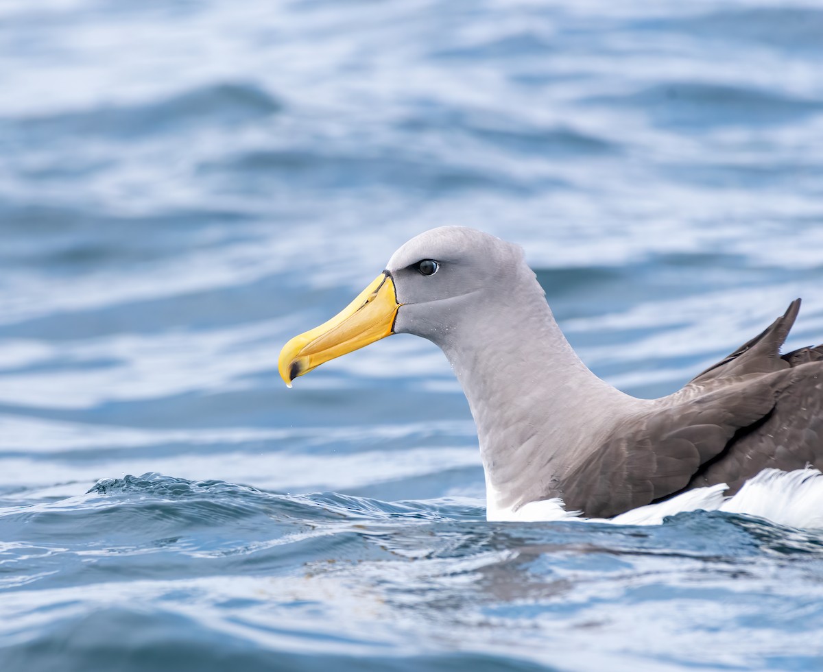 Chatham Albatross - Esteban Villanueva (Aves Libres Chile)