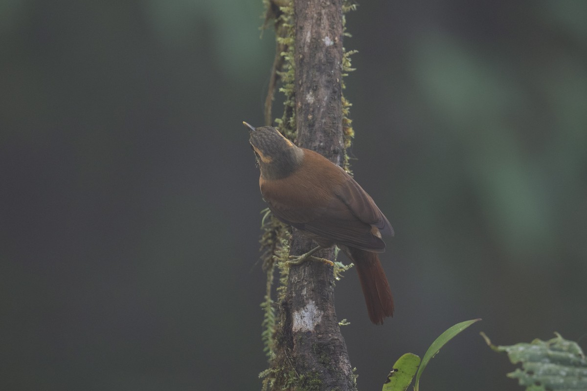 Scaly-throated Foliage-gleaner - Andrew Newmark