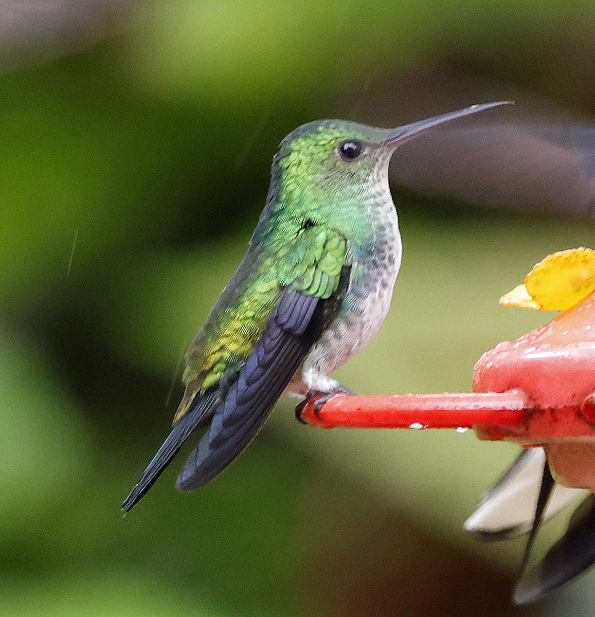 kolibřík západokolumbijský - ML616754984