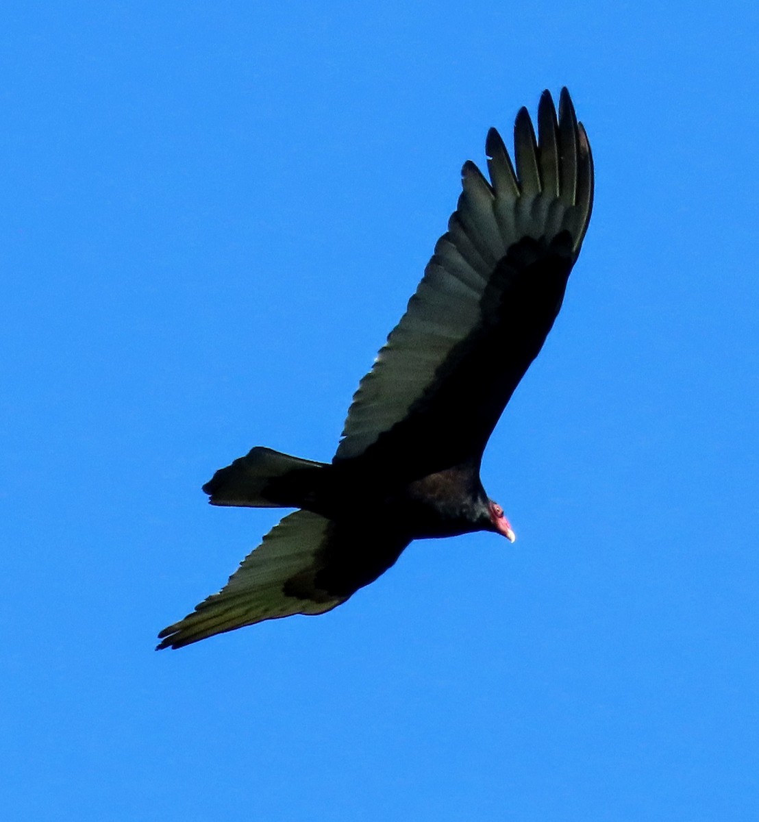 Turkey Vulture - ML616755001