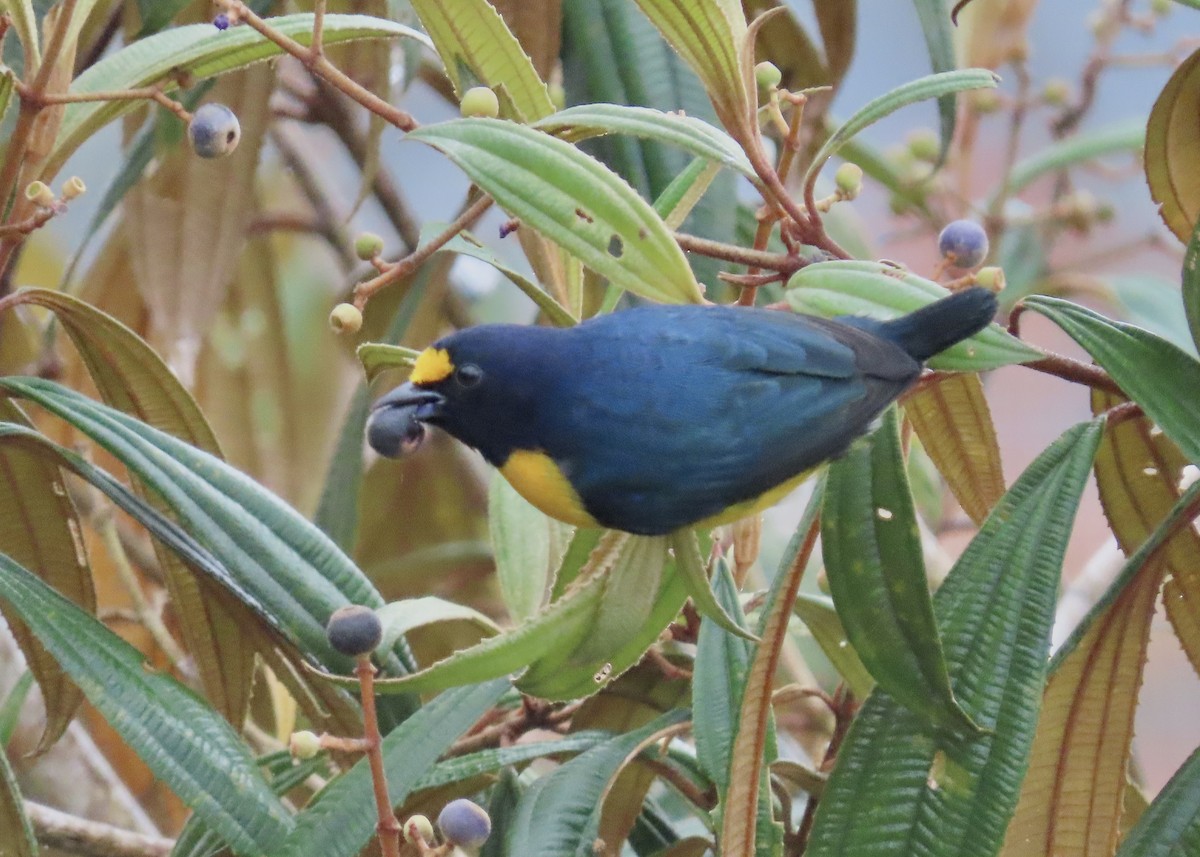 White-vented Euphonia - Janet Spiers