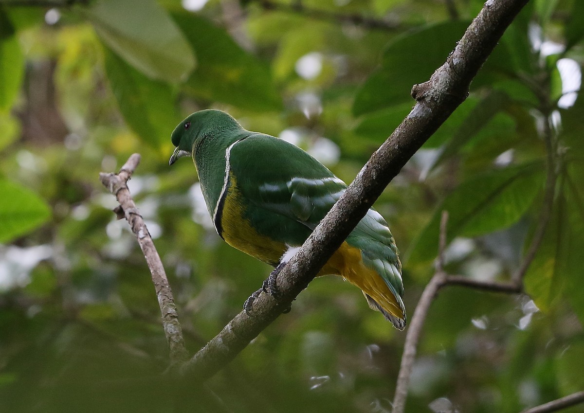 Cloven-feathered Dove - ML616755056