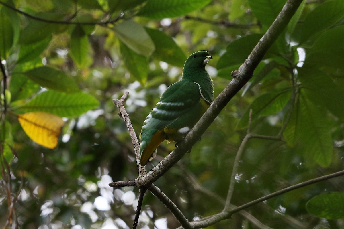 Cloven-feathered Dove - ML616755057