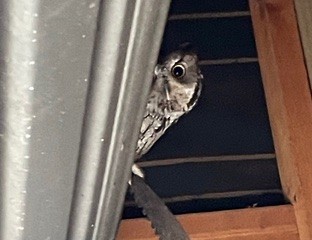 Western Screech-Owl - Central Oregon Historical Records