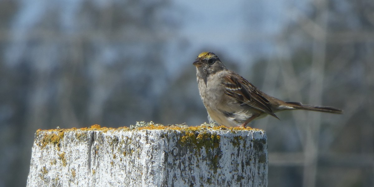 Golden-crowned Sparrow - ML616755122