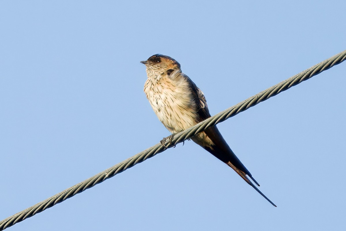 Red-rumped Swallow (Red-rumped) - ML616755125