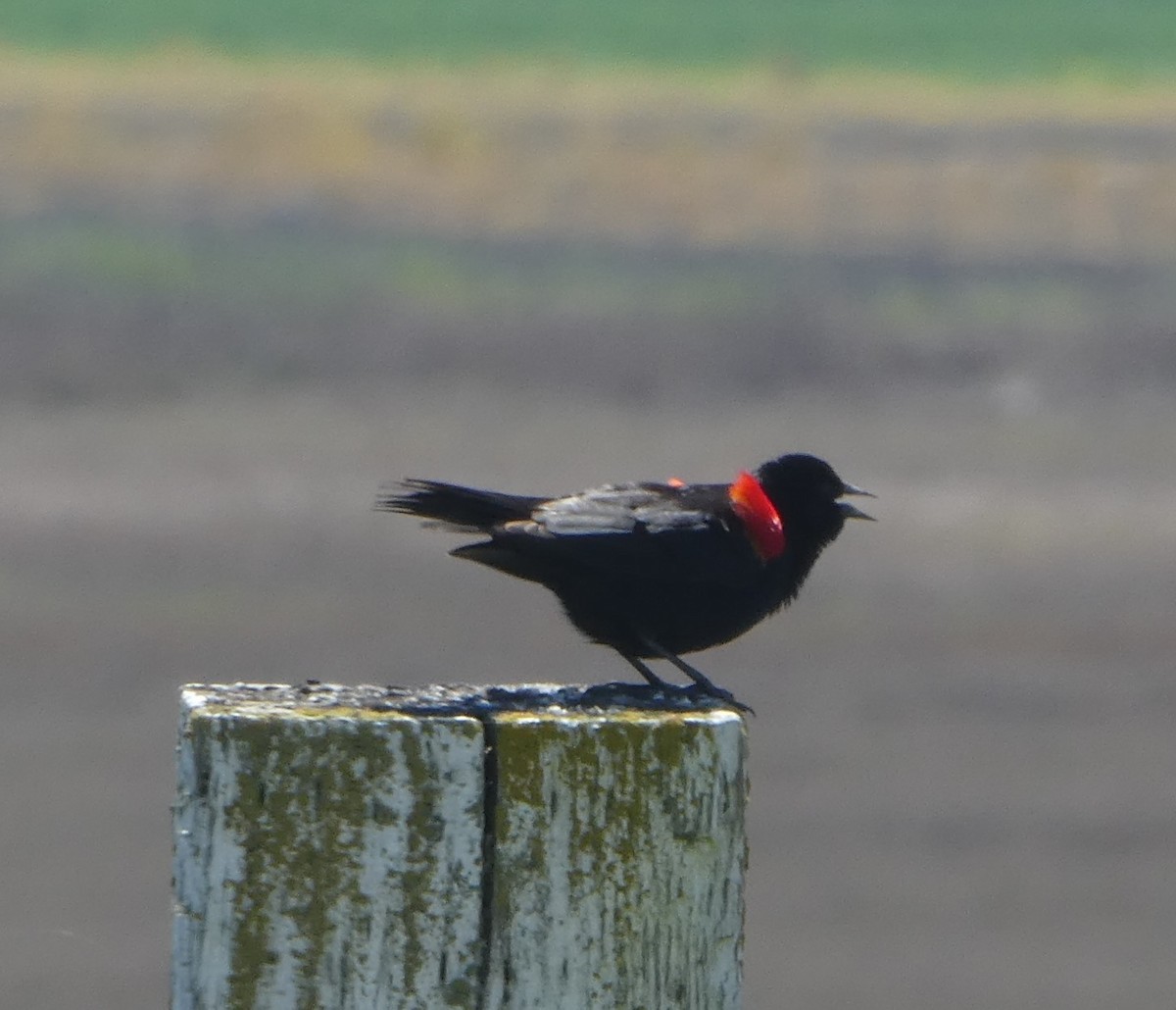 Red-winged Blackbird - ML616755138